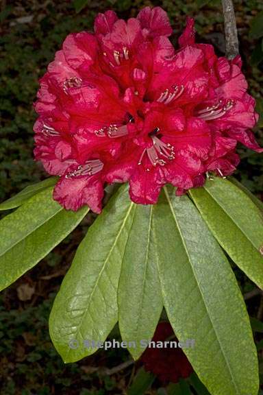 rhododendron arboreum subsection arborea 3 graphic